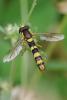 Sphaerophoria scripta